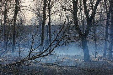 Burnt forest