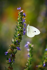 White butterfly