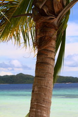 Philippines palm tree and coast