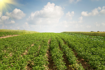 Fototapeta na wymiar Wonderful potato field by summertime.
