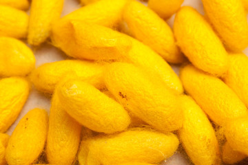 Silk Production Process, Silk worm from egg to worm