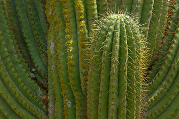A few thick stems of cactus close-up.