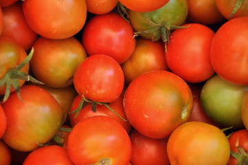 Tomaten