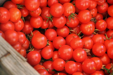 Tomaten