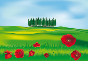 campagna toscana con papaveri