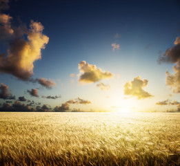 Fototapeta na wymiar field of barley and sunset