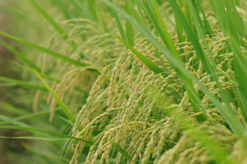 実った稲穂