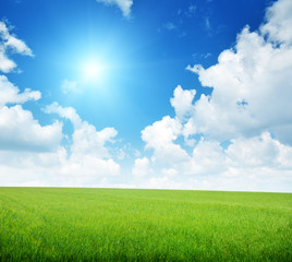 field of barley and sunny day