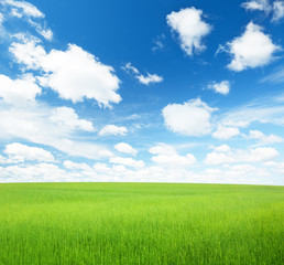 Obraz na płótnie Canvas field of flax and sunny day