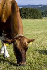 Obraz premium Kuh beim fressen