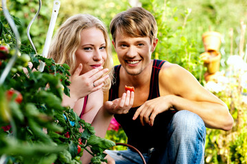 Tomaten ernten - Paar im Garten