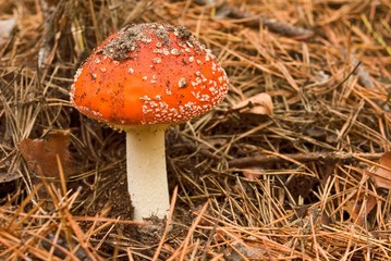 beautiful flyagaric mushroom in a autumn forest
