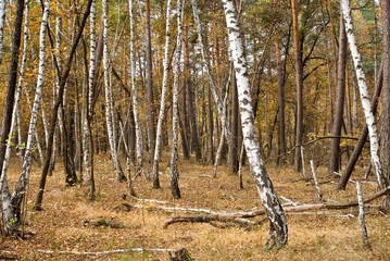 autumn birch forest