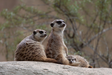 Erdmännchen