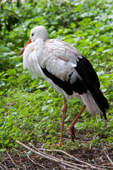 storch