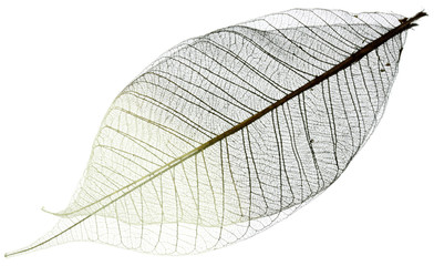 squelette de feuille transparente, fond blanc
