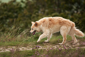 furry dog picking her way along a mossy wall