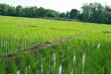 Green rice field.