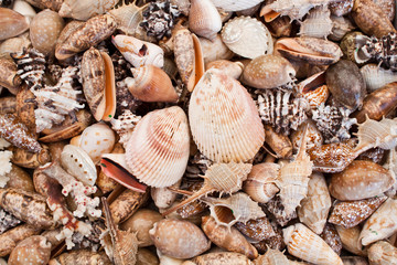 Seashells background