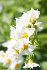 Flower of a blossoming potatoes plant