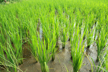 Green rice field.