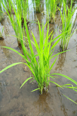 Green rice field.