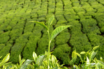 Teestrauch vor Teeplantage