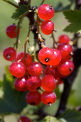 Red currant on the branch