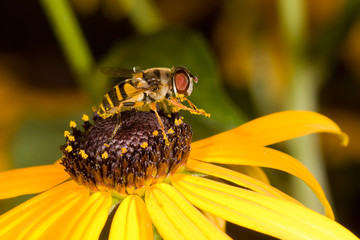 preening honeybee on a black-eyed susan