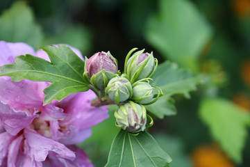 Hibiskusknospen © Martha Kosthorst