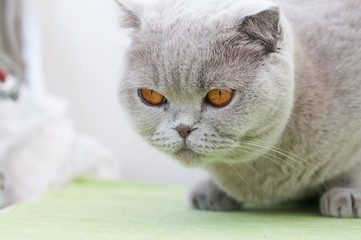 Portrait of British cat