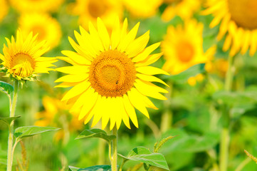 Obraz premium beauty sunflower