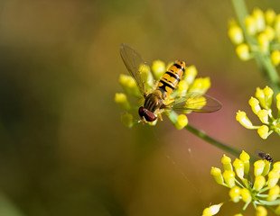 Hoverfly on Fennel