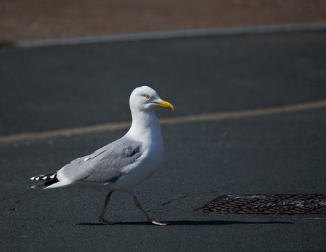 Seagull crossing road