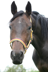 Pferd mit Halfter im Portrait 
