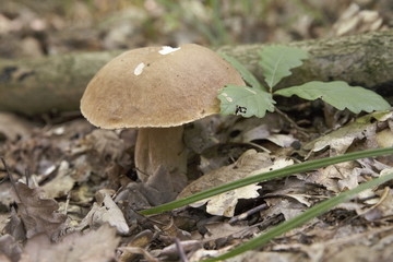 Herrenpilz im Laubwald 1