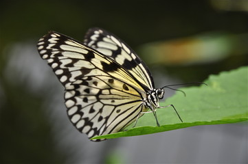 Fototapeta na wymiar Papillon