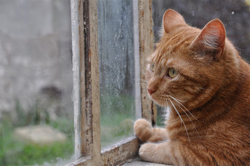 Triste temps