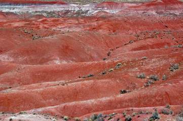 Petrified Forest Landscape - Arizona