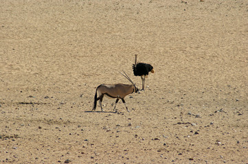 autruche et oryx