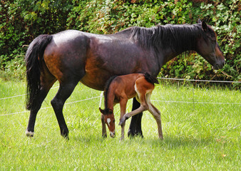 Fototapeta premium Bay Horse with her Foal