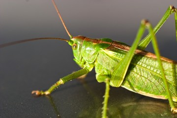 insect