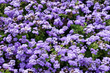 Obraz premium Background with ageratum flowers