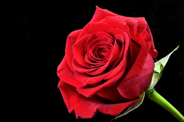 Obraz premium Rosa roja sobre fondo negro.