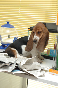Cachorro de Basset Hound Travieso
