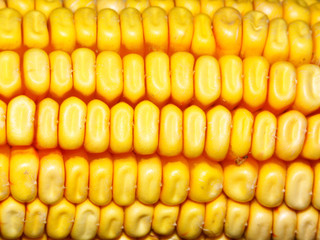 Close-up view of an ear of corn