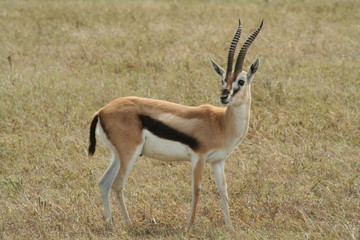 African Springbok