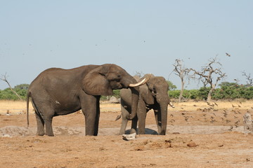 Fototapeta premium Słonie przy wodopoju