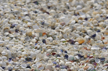 colorful seashells background with selective focus at bottom