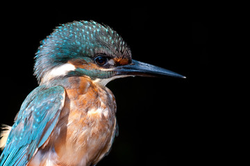Martin-pêcheur d'Europe ( European kingfisher)